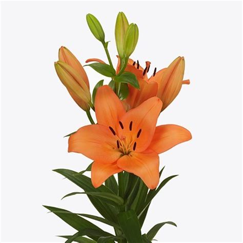Lily La Barolo Cm Wholesale Dutch Flowers Florist Supplies Uk