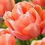 Van Zyverden Tulips 2019 Color Of The Year Living Coral Bulbs Set 