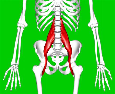 Psoas Muscle Pain Symptoms And Treatment For Quick Relief