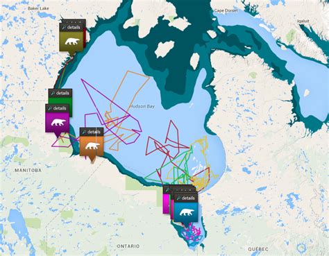 Map Tracks Polar Bears In Hudson Bay Canadian Geographic