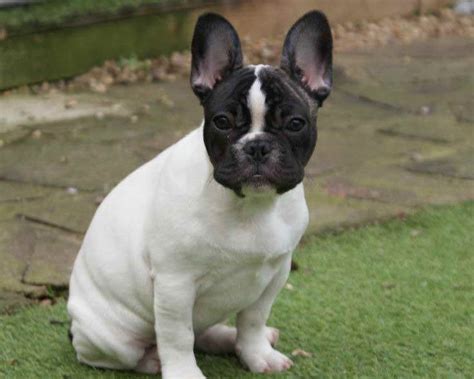 It is a mix between a french bulldog and. French Bulldog Boston Terrier Mix Puppies For Sale | PETSIDI