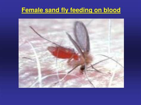 Ppt Biology Of Phlebotomine Sand Flies Diptera Psychodidae Powerpoint Presentation Id