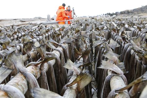 Traditional Dry Stockfish — Real Lofoten