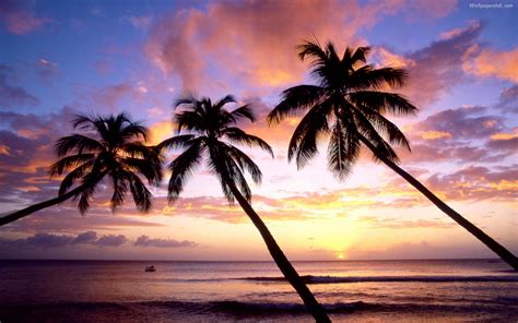 42 Palm Tree Sunset Wallpaper
