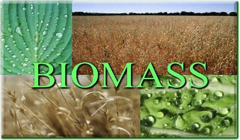 What Is Biomass Definition Example And Uses