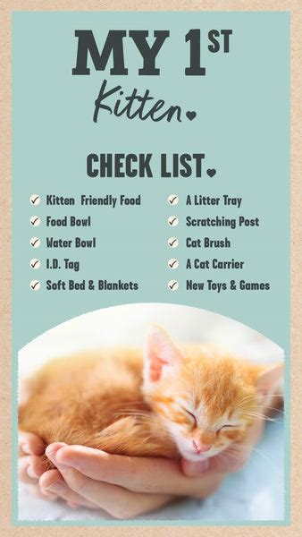 what to buy for your new kitten your new kitten checklist