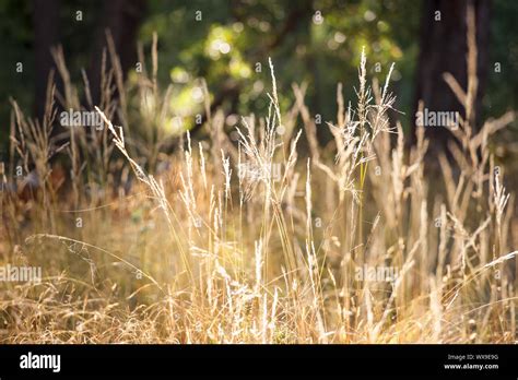 Field Of Long Grass In Afternoon Golden Hour Light Stock Photo Alamy