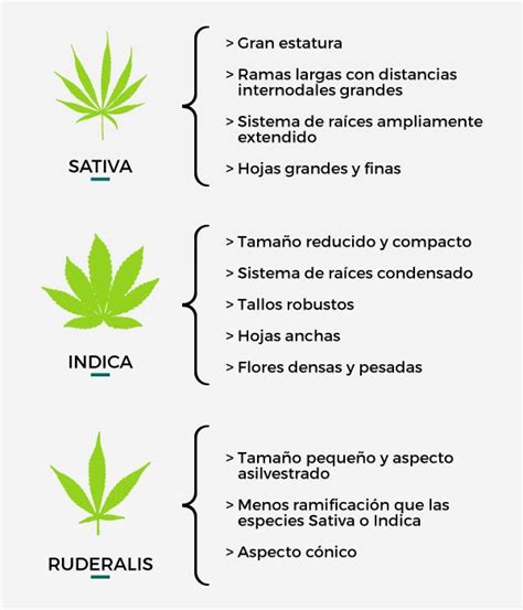 total 64 imagen tipos de marihuanas nombres y efectos mx