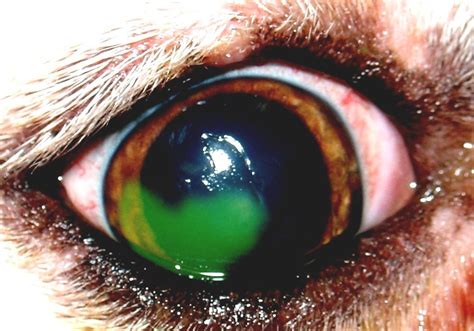 Corneal Ulcers In Animals Dog Ulcer In Eye