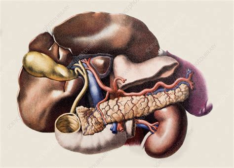 Abdominal Organs Stock Image N2750016 Science Photo Library