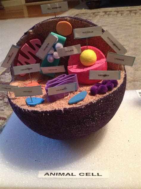 Matthews Project Animal Cell Animal Cell Cell Model Cell Model Project