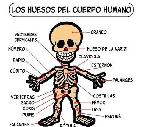 Lista 100 Foto Huesos Del Cuerpo Humano Por Partes Alta Definición