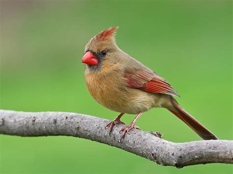 Northern Cardinal Cardinalis Cardinalis Allen County In Flickr