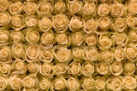 Flowers Wall Background With Amazing White Or Cream Roses Flower