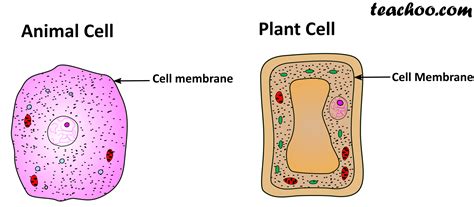 Animal Cell Membrane Structure Structure And Function Of Animal Cell