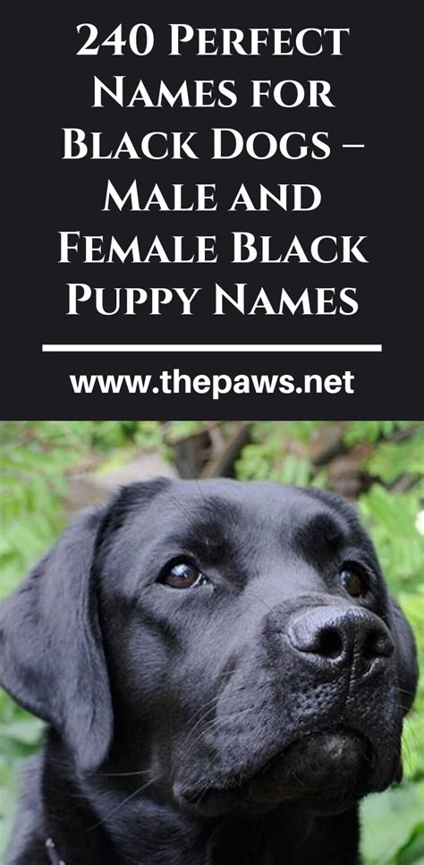 240 Perfect Names For Black Dogs Male And Female Black Puppy Names