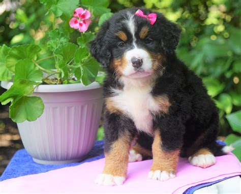 Akc Registered Bernese Mountain Dog For Sale Loudonville Oh Female G