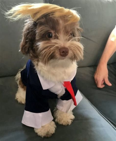 Donald Trump Dog Halloween Costume