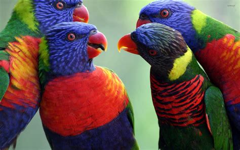 Or go to the answers. Rainbow Lorikeet HQ Background Wallpaper 21178 - Baltana