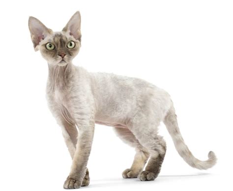 Devon Rex Kitten Facts Pictures Breeders Characteristics