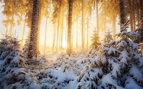 1230x768 Nature Landscape Winter Sunrise Forest Mist Sunlight Snow