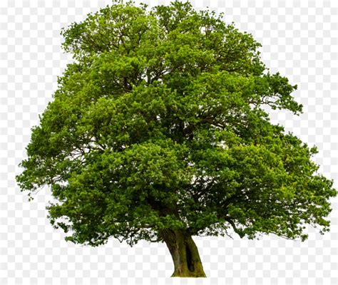 Qui trovi opinioni relative a arbol de olmo e puoi scoprire cosa si pensa di arbol de olmo. Olmo, Ulmus Minor, Anillos De árbol imagen png - imagen ...