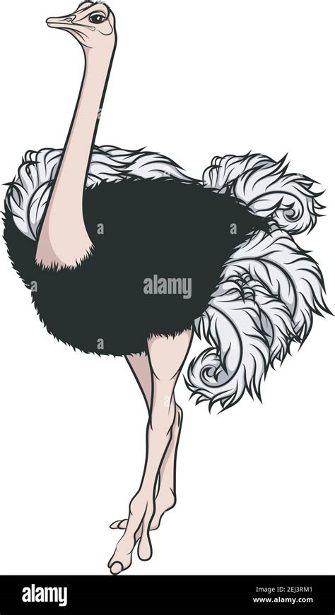 Ostrich Cartoon Vector Illustration Hi Res Stock Photography And Images