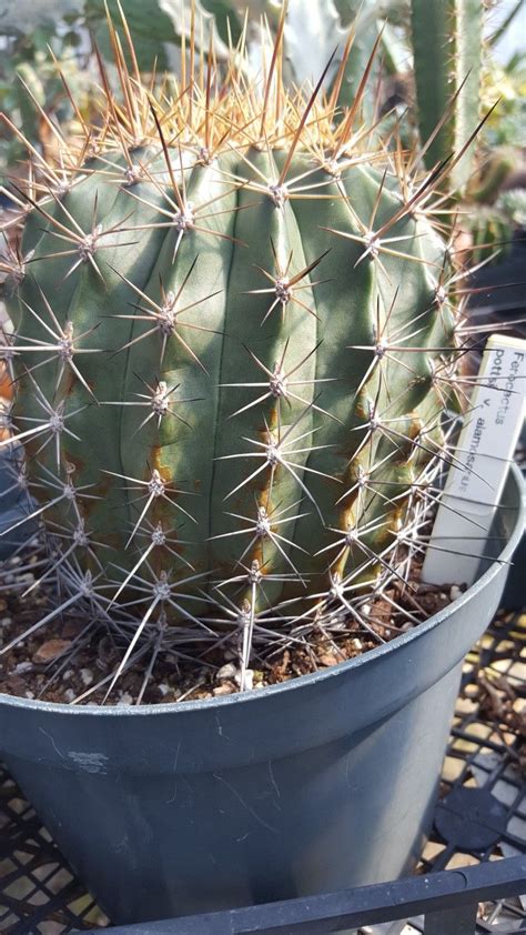 Featuring everything you need to grow your own prickly pear cactus, the grow kit includes a pot crafted from natural bamboo fibres, coconut fiber tabs, and natural seeds. Ferocactus Pottsi v. alamosanus | Plants, Succulents, Garden