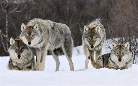 Gray Wolves Norway Wallpapers Hd Wallpapers Id 8505