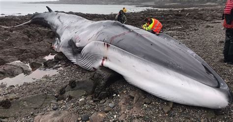 Worlds Second Biggest Whale Washes Up On Uk Beach And Dies After Being