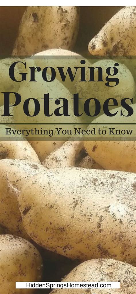 Plus, get the nutritional information of boiled sweet potatoes. Growing Potatoes, Everything You Need to Know | Growing ...