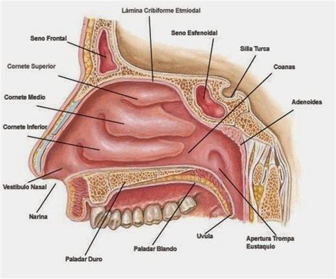 Cavidad Nasal Con Imágenes Cavidad Nasal Anatomia Humana Huesos Anatomía Dental