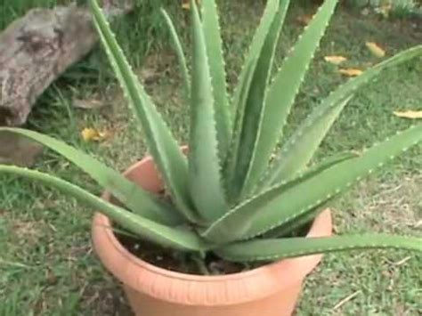 Il s'agit d'une plante grasse vous adorez les plantes grasses, mais vous n'arrivez pas à les garder en vie ?que vous ayez la main verte ou pas, cultiver des succulentes est. Aloes vera ou la plante aux mille vertus. | Aloes, Plante ...