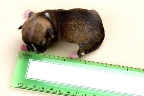 The Smallest Dogs In The World