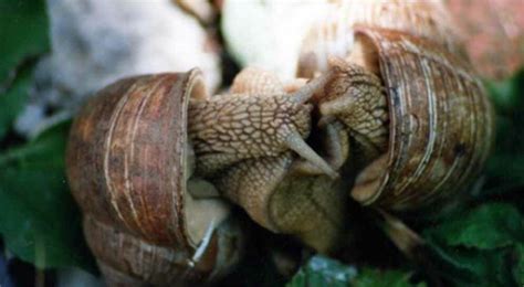 Gefleckte weinbergschnecken zum beispiel fressen gerne die eier anderer schnecken; Die Weinbergschnecke verdrängt Nacktschnecken aus Garten