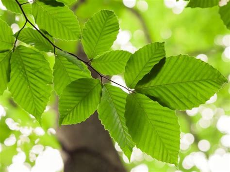 7 Interesting Benefits Of Beech Organic Facts