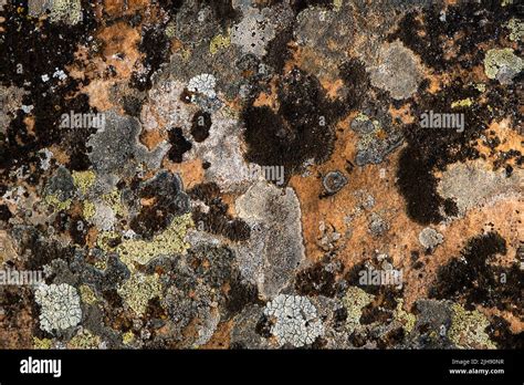 Different Lichens Growing On Limestone Stock Photo Alamy