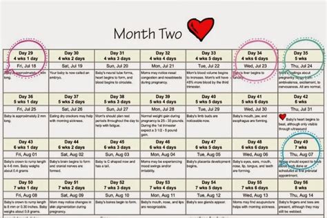 Jika 1 bulan sesuai dengan 4 minggu, 1 tahun hingga 12 bulan, apakah ini berarti 48. 10 Minggu Dah ! | irrayyan.com