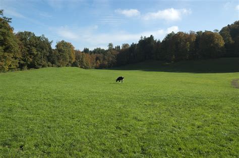 Free Images Landscape Nature Plant Field Farm Lawn Meadow