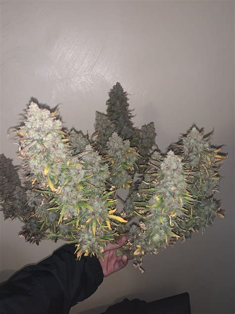 A Northern Lights Autoflower Freebie From Seedsman The Yield Will Be 3