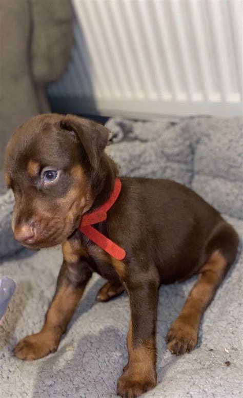 Doberman Puppies For Sale In Leeds West Yorkshire Gumtree