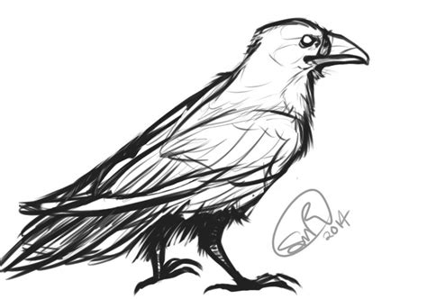Realistic Raven Sketch By Zylaphonefish Elementos Gráficos Desenhos