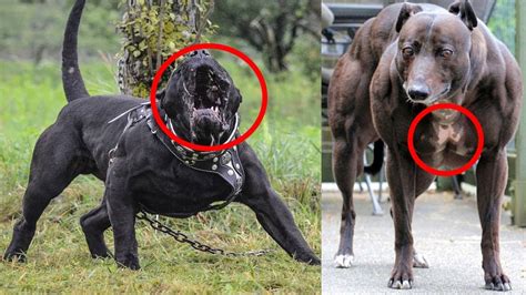 Top 20 Most Dangerous Dog Breeds In The World Tnj Healthick