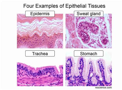 Structure Of Epithelial Tissue