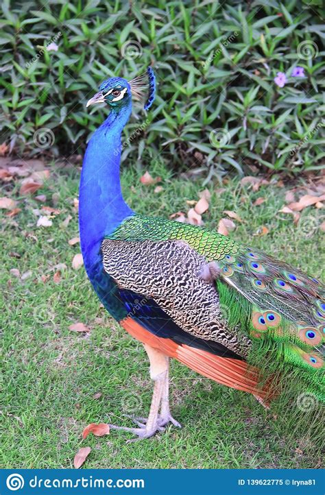 A Male Peacock Give His Elegance Feather Stock Image Image Of Beauty