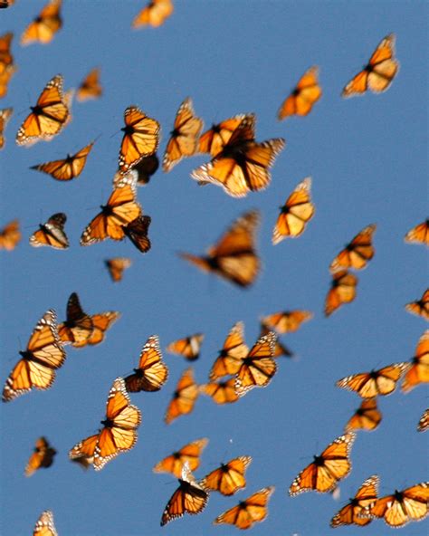 A Bunch Of Butterflies Flying In The Air