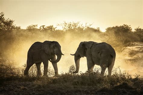 This is südafrika_safari by rene@tourbook on vimeo, the home for high quality videos and the people who love them. Fotosafari Afrika