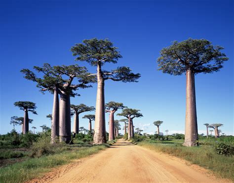 Madagaskar ist die viertgrößte insel der welt. Reiseberichte und Erfahrungsberichte von spannenden ...
