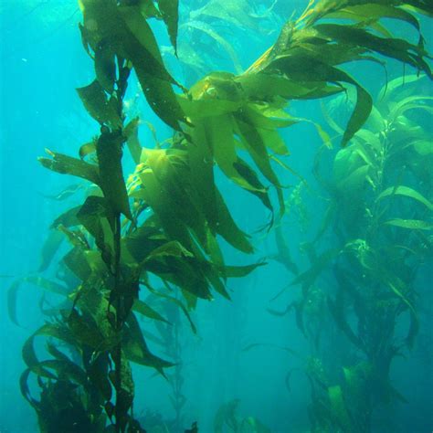Kelp Nature Companion