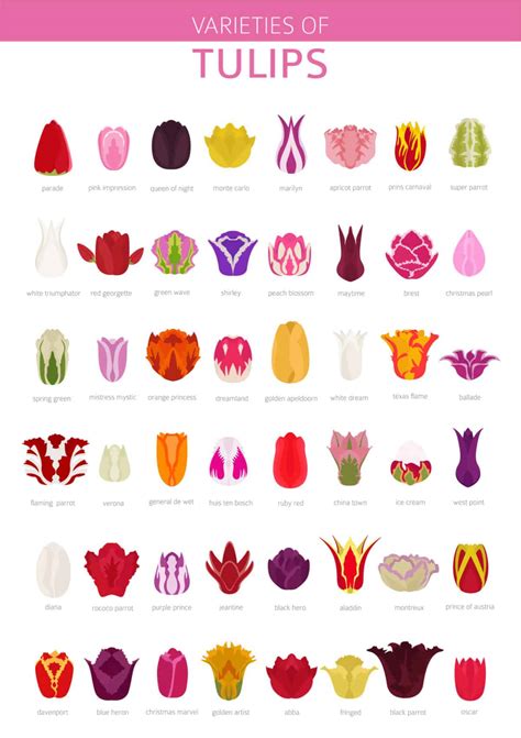 42 Different Types Of Tulips For Your Gardens